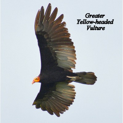 Greater Yellow-headed Vulture